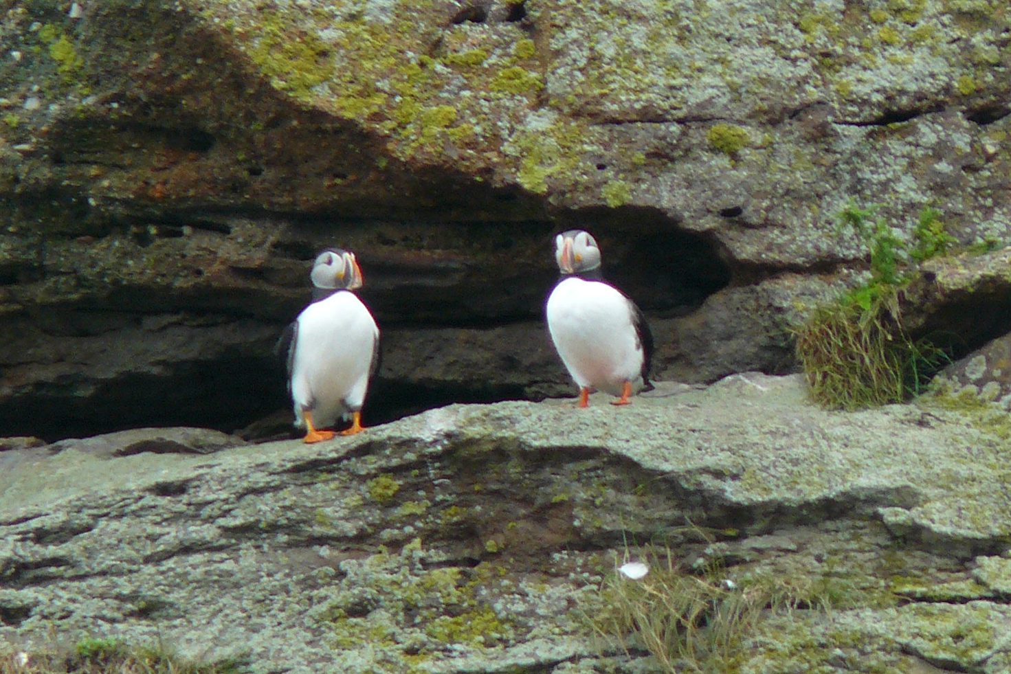 2 Puffins