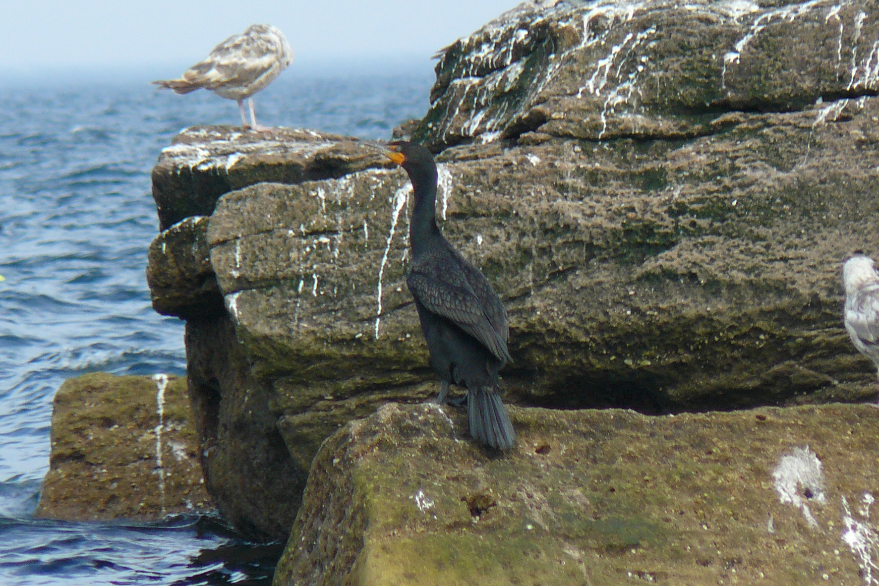 Cormorant