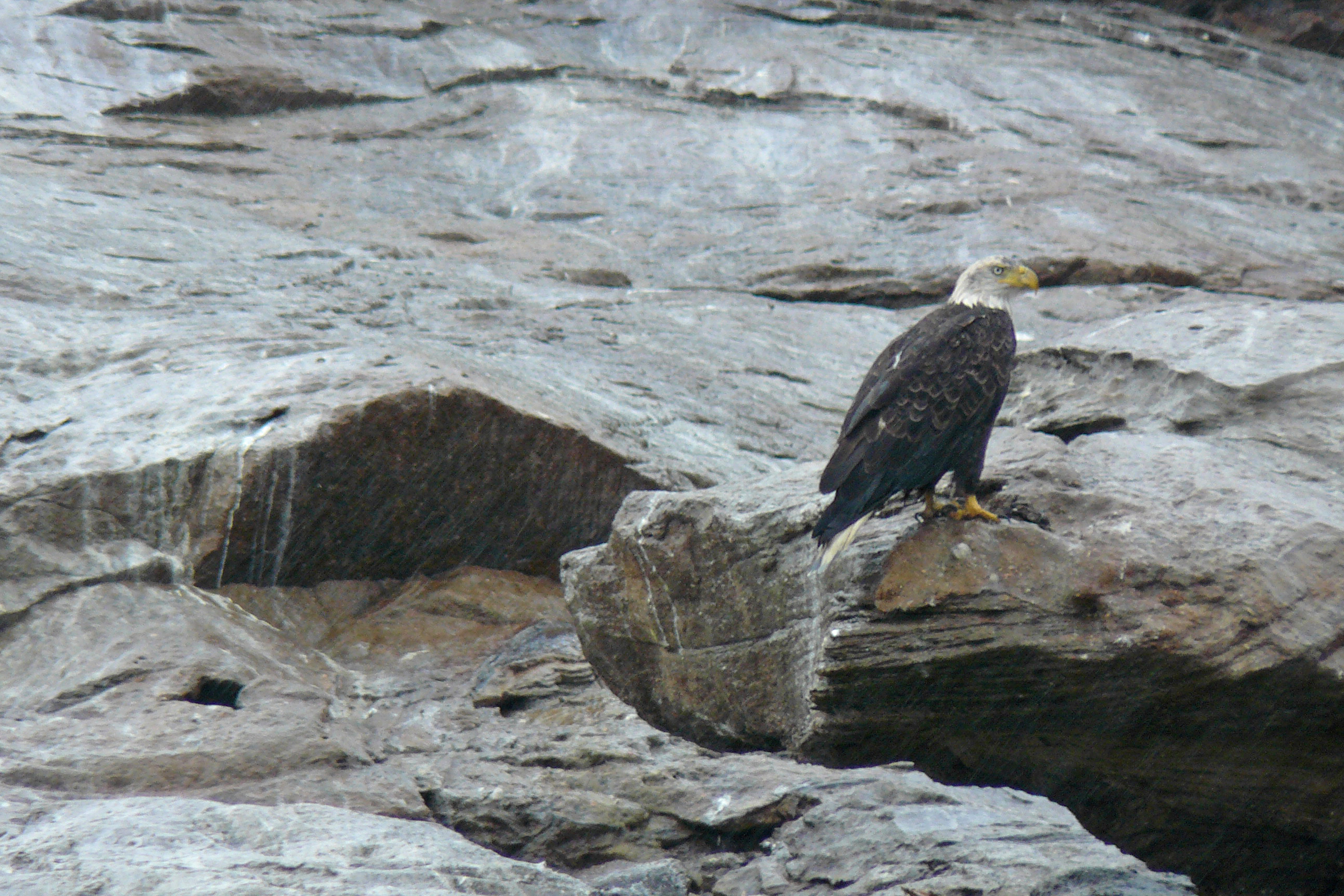 Bald Eagle