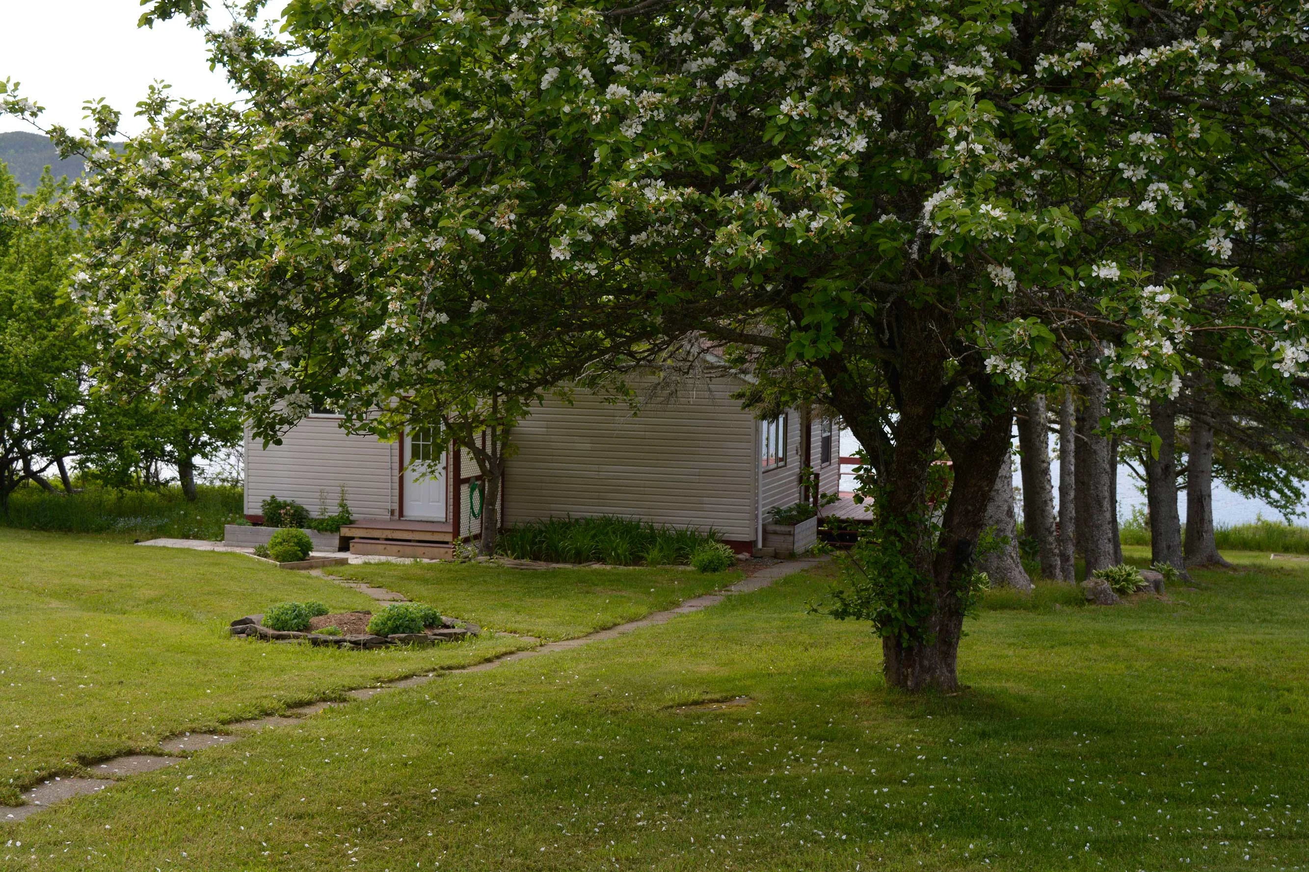 Cottage 2AB apple tree