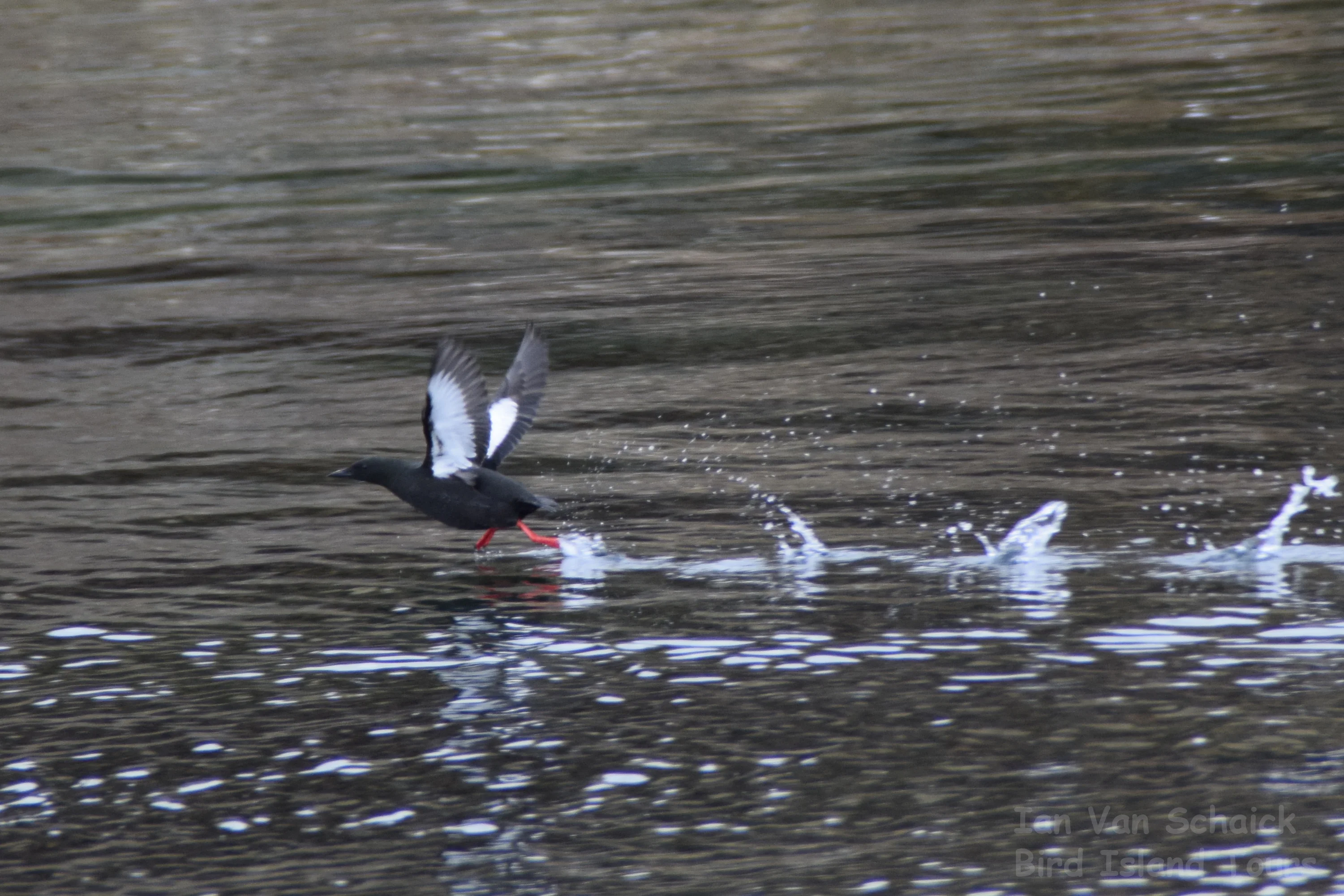 Black guillemot bird perched on a rocky cliff