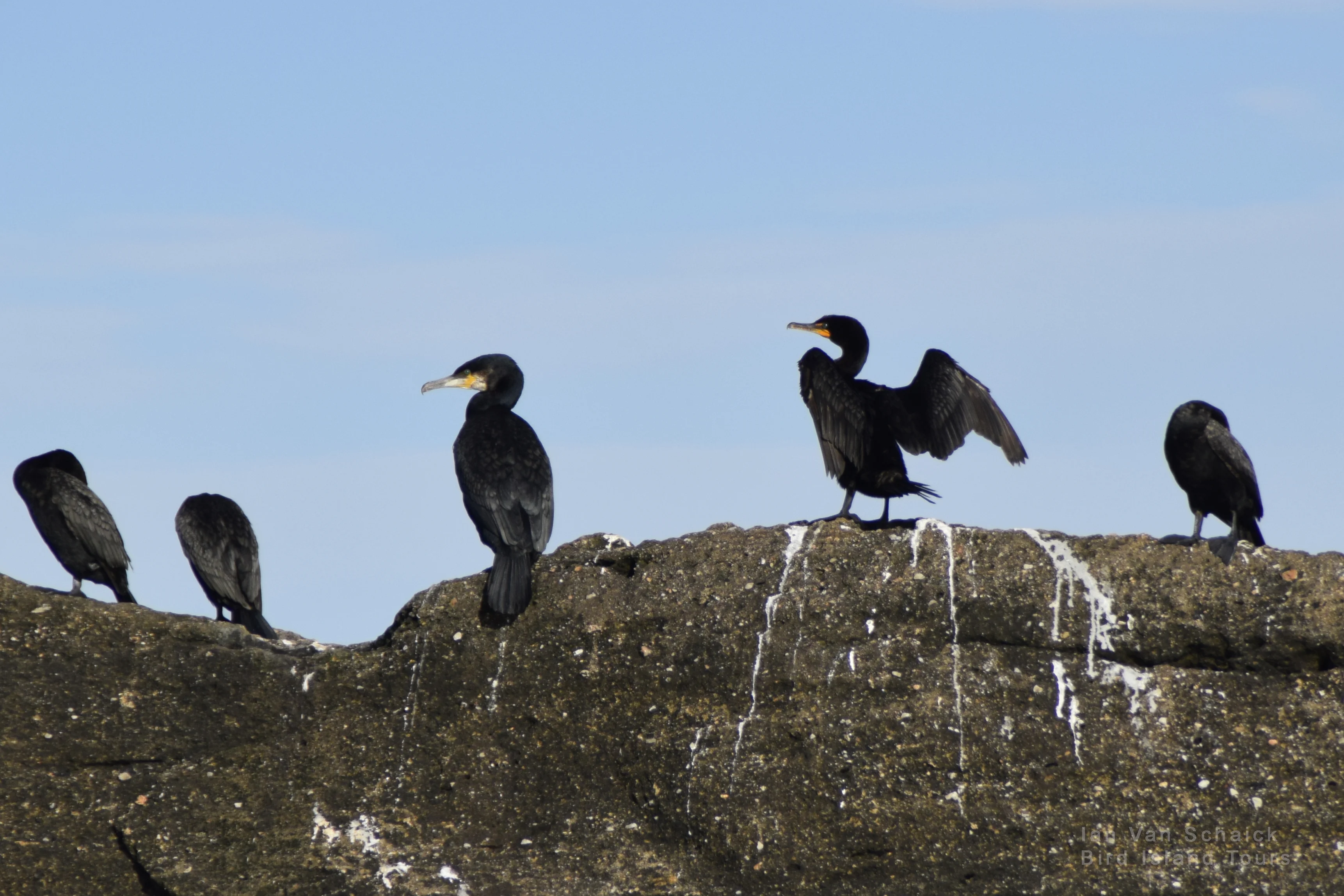 Great Cormorant (left) and Double-crested Cormorant (right) drying their wings on rocks near Bird Islands