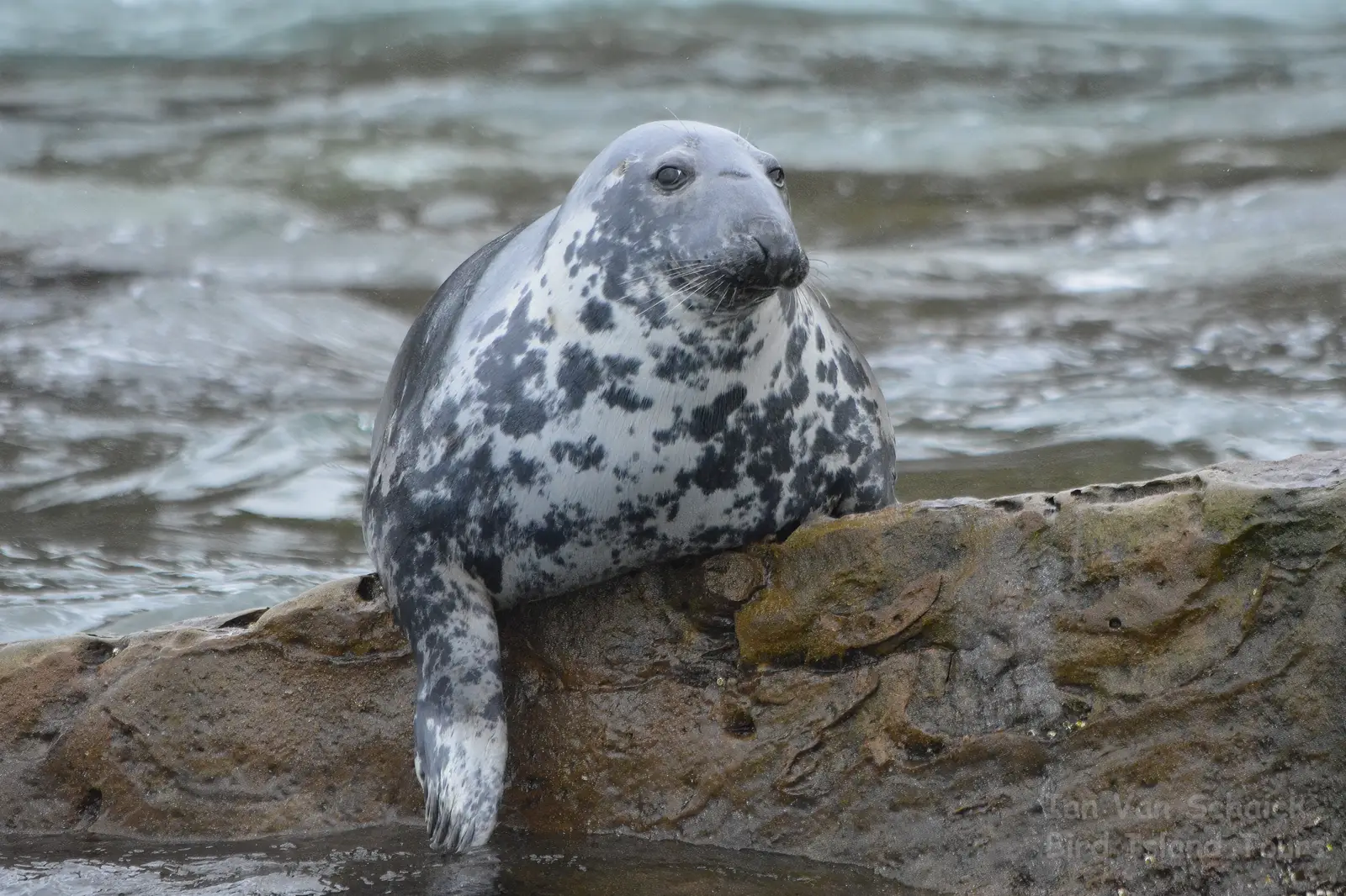 A grey seal relaxing near Bird Islands