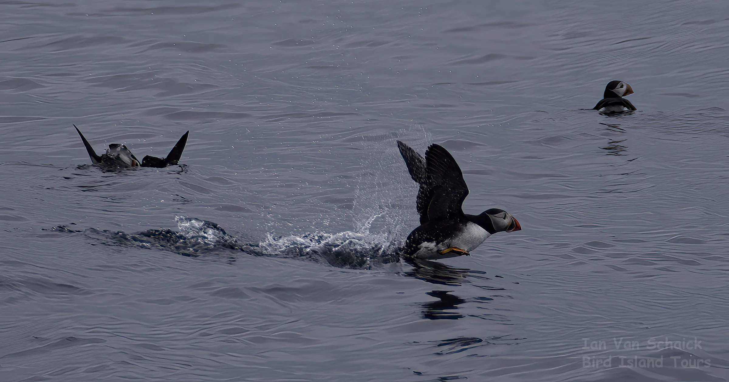 Atlantic Puffin Boat Tours in Cape Breton | Bird Island