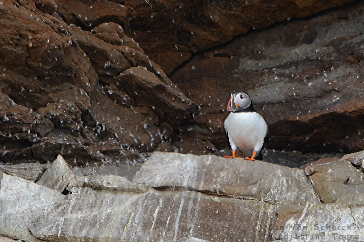 Atlantic puffin standing on the rocks, puffin fluff visible
