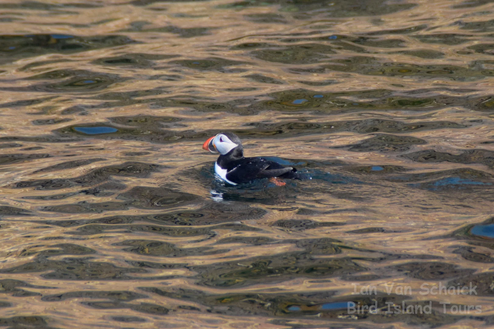 Atlantic Puffin on the water at Bird Island, Cape Breton