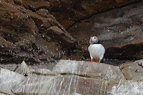 A Puffin outside its burrow