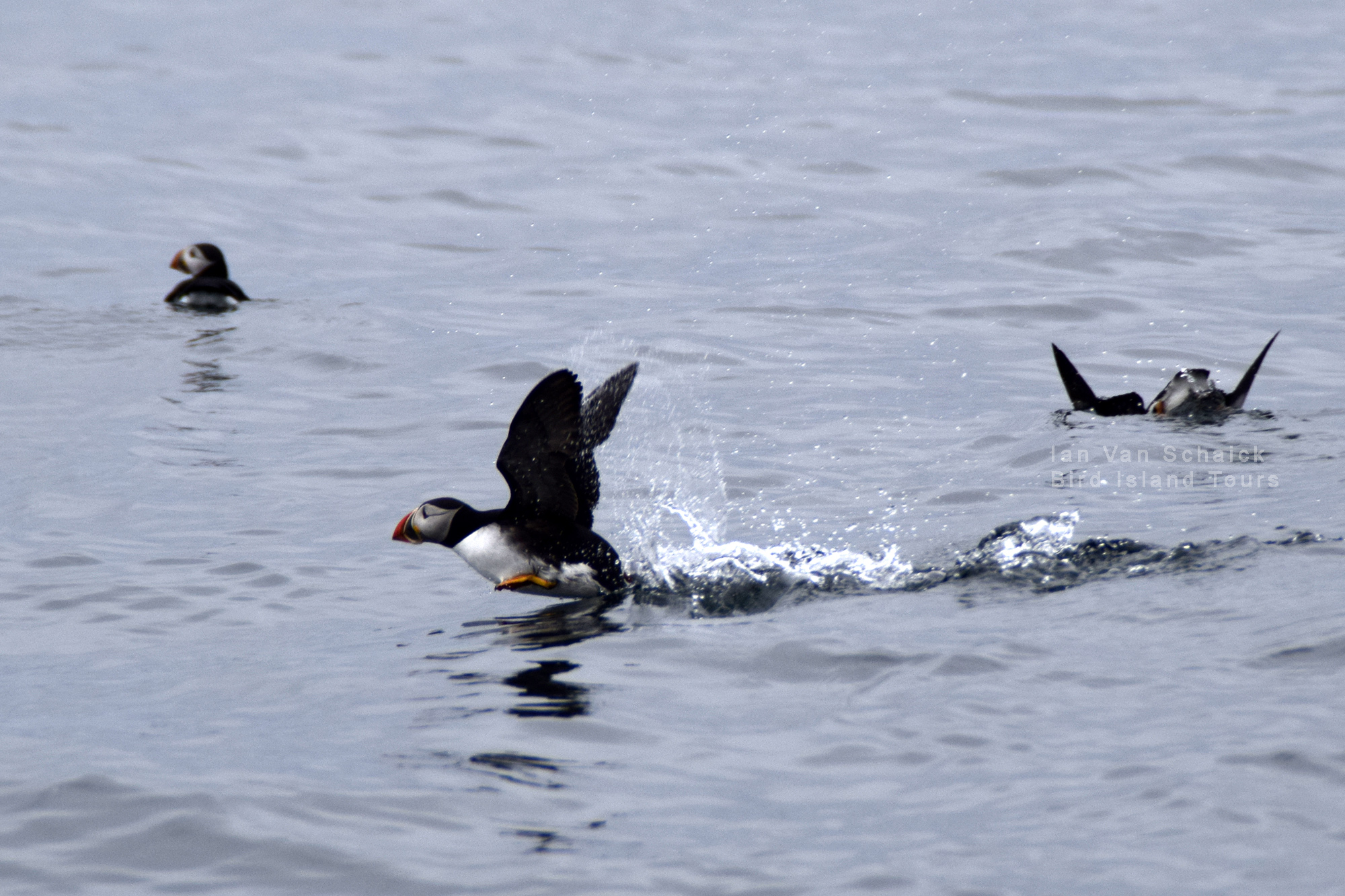 A Puffin taking off