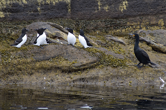5 Razorbills and a Double Crested Cormorant on a rock