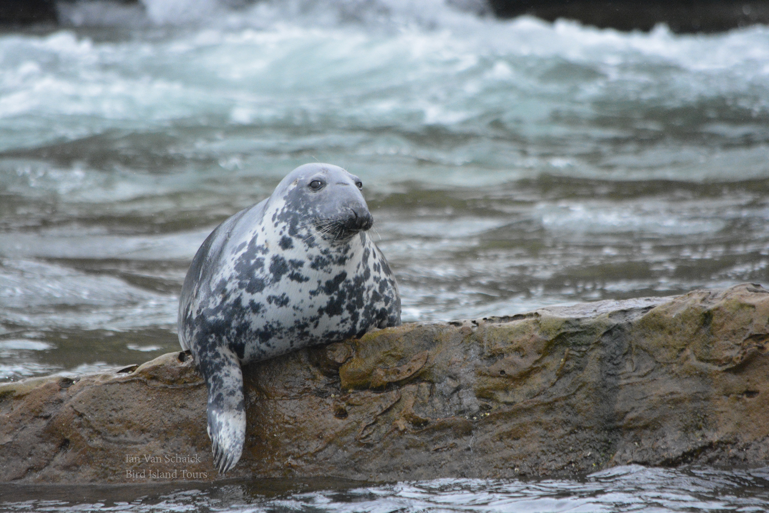 A curious seal on a rock