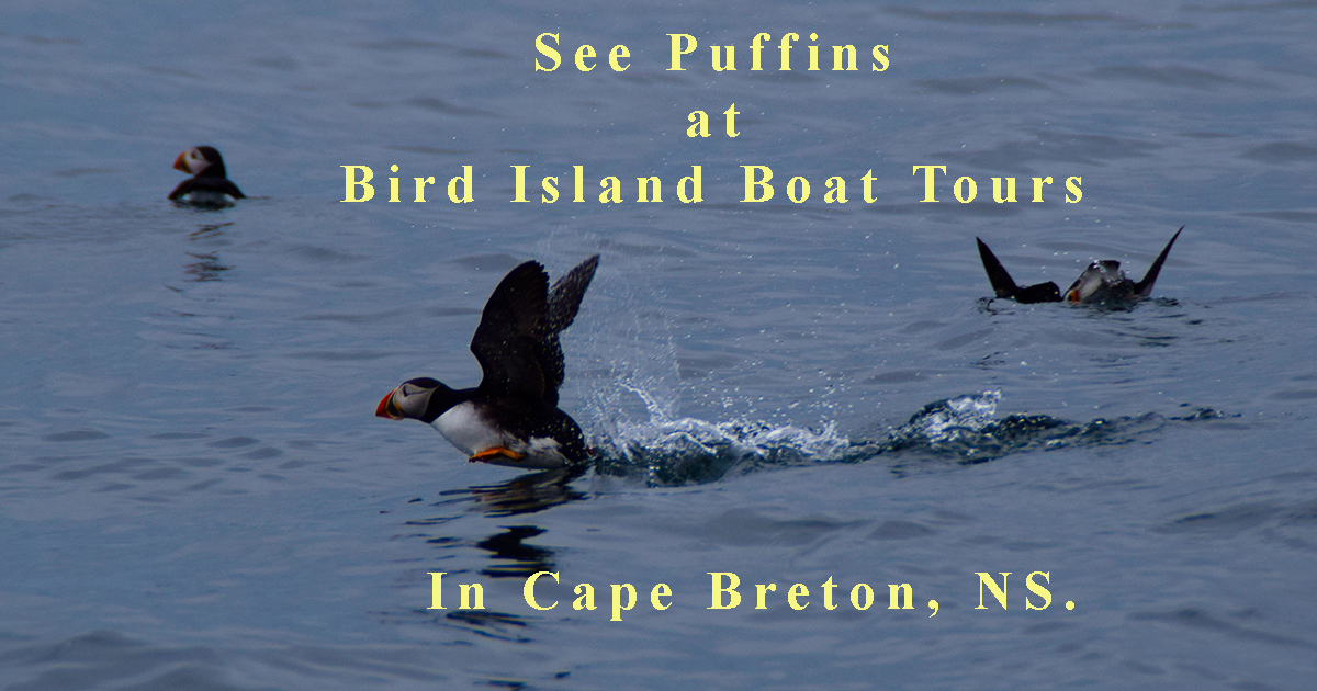 puffin tour cape breton